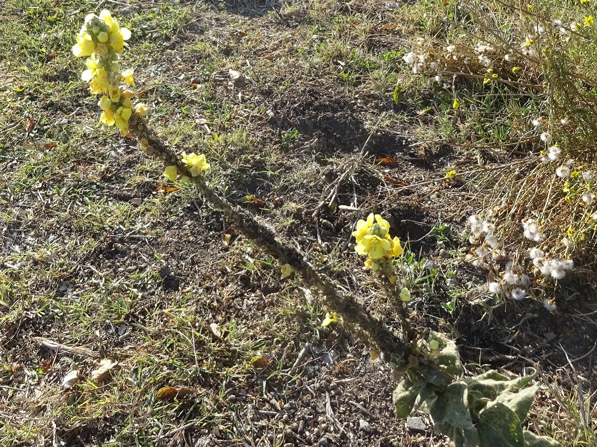 Verbascum thapsus subsp. thapsus (Scrophulariaceae)